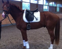 dressage horse Leandro De Vito (Württemberger, 2009, from Lehmann)