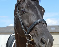 broodmare Darina (Hanoverian, 2004, from Dauphin)