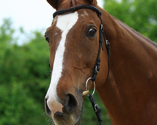 Pferd Gemini (Zweibrücker, 1991, von Germanist xx)