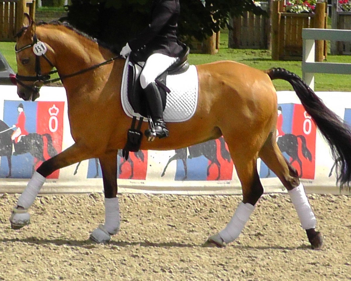 dressage horse Devil in Mind (German Riding Pony, 1998, from Domino Dancing)