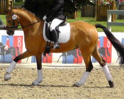 dressage horse Devil in Mind (German Riding Pony, 1998, from Domino Dancing)