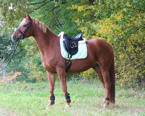 dressage horse Winston 396 (German Riding Pony, 2008, from Bonfire 54)