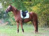 Dressurpferd Winston 396 (Deutsches Reitpony, 2008, von Bonfire 54)