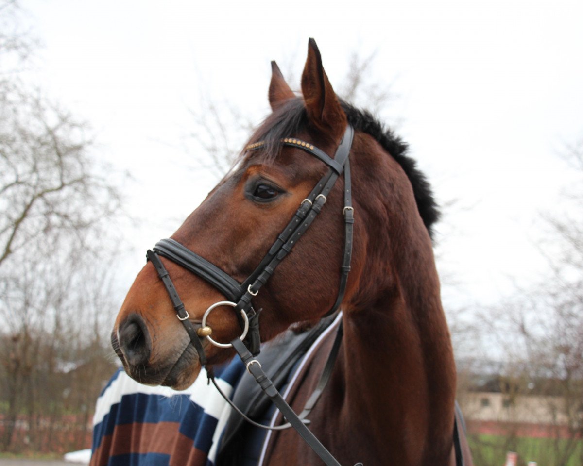 dressage horse Luke Skywalker 67 (Hanoverian, 2009, from Lauries Crusador xx)