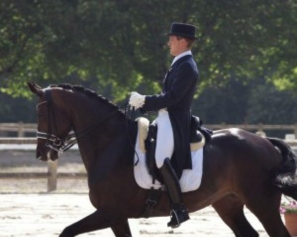 dressage horse Vradin (KWPN (Royal Dutch Sporthorse), 2002, from Gribaldi)