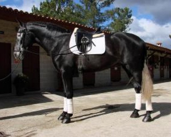 stallion Ald Fanfarron (Pura Raza Espanola (PRE), 2006)