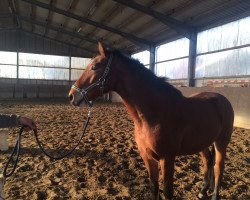 dressage horse Laughing Out Loud S (Westfale, 2012, from Levisonn 208 FIN)