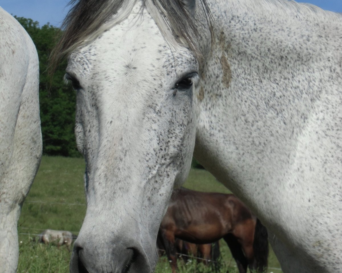broodmare Alba CVIII (Pura Raza Espanola (PRE), 2005)