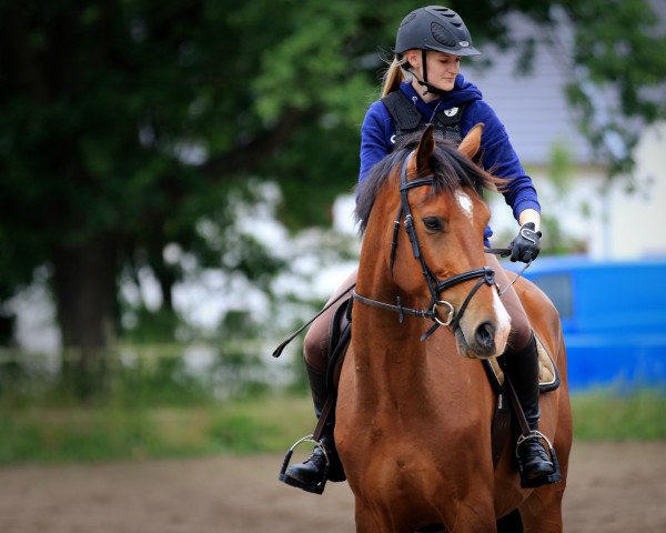 Springpferd Pik As 57 (Deutsches Sportpferd, 2017, von Pacific)