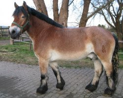 horse Eugen (Rheinisch-Deutsches Kaltblut, 2005, from Enno II)