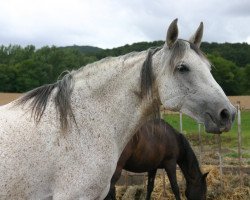 broodmare Rala (Pura Raza Espanola (PRE), 2001, from Panadero VII)