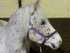 stallion Dotcom (Appaloosa, 2008)