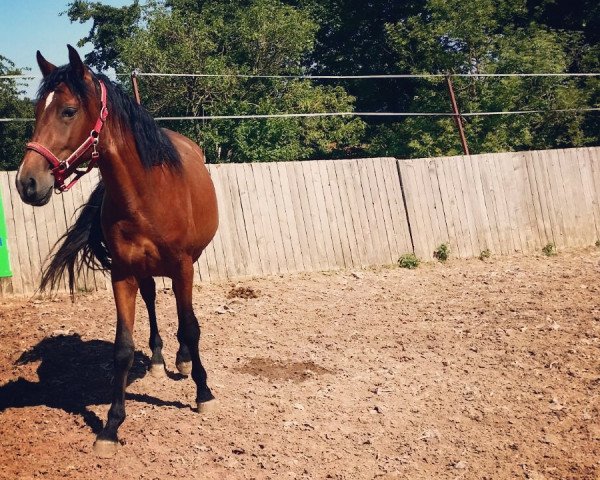 stallion PMC's Por Fin (Andalusians/horse of pure Spanish race, 2013)