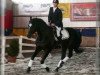 stallion Jakobin (Polish Warmblood, 1991, from Colorado)