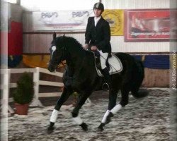 stallion Jakobin (Polish Warmblood, 1991, from Colorado)