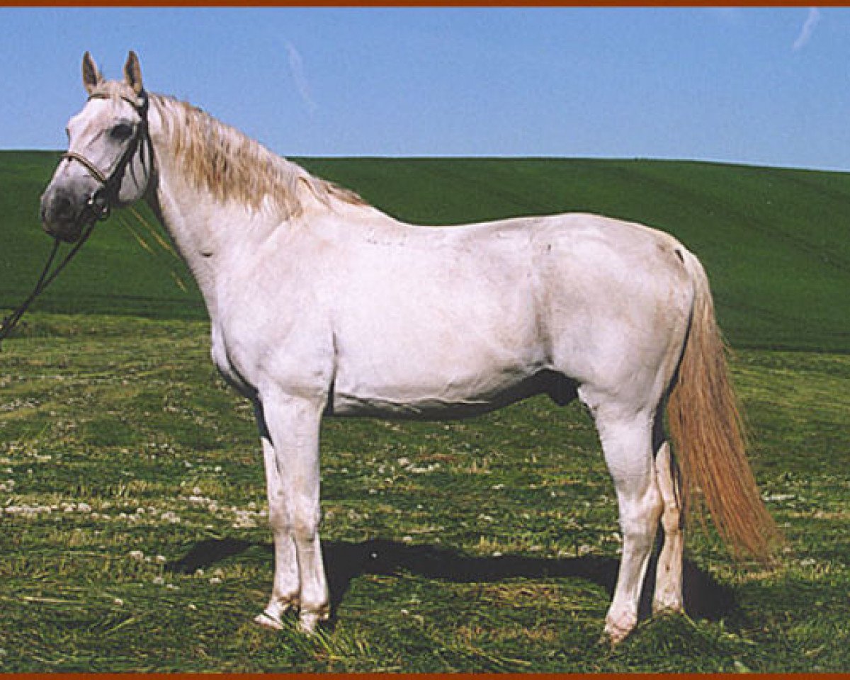 Deckhengst Ogar (Trakehner, 1986, von Aspirant)