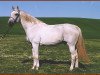 stallion Ogar (Trakehner, 1986, from Aspirant)