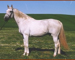 stallion Ogar (Trakehner, 1986, from Aspirant)