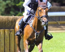 jumper Nutcracker 4 (German Riding Pony, 2003, from Nightstar)