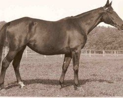 broodmare Papuga (Polish Warmblood, 1961, from Grzesznik)