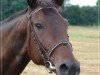 broodmare Piosenka (Great Poland (wielkopolska), 1998, from Ogar)