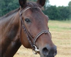 broodmare Piosenka (Great Poland (wielkopolska), 1998, from Ogar)