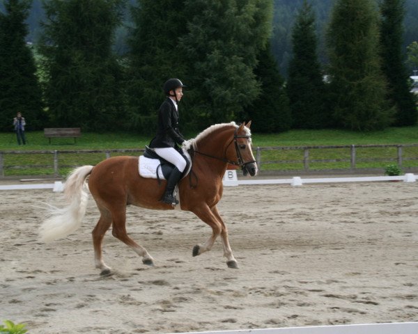stallion Anton Suedtirol (Haflinger, 1998, from Andrit II)