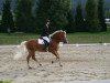 stallion Anton Suedtirol (Haflinger, 1998, from Andrit II)