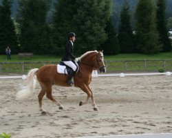 Deckhengst Anton Suedtirol (Haflinger, 1998, von Andrit II)