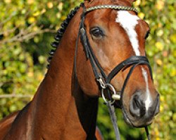 stallion Quite Magic (KWPN (Royal Dutch Sporthorse), 2002, from Quidam de Revel)