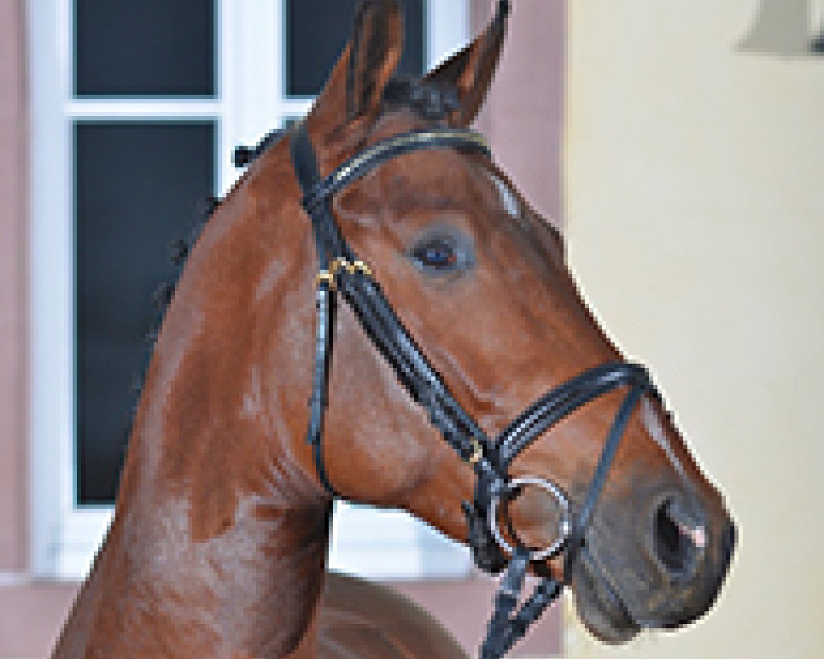 stallion Canada (Holsteiner, 2012, from Casall Ask)