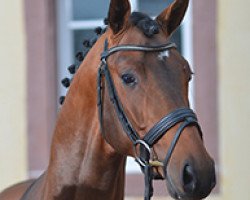 stallion DSP Boss Hoss (Bavarian, 2012, from Belissimo NRW)