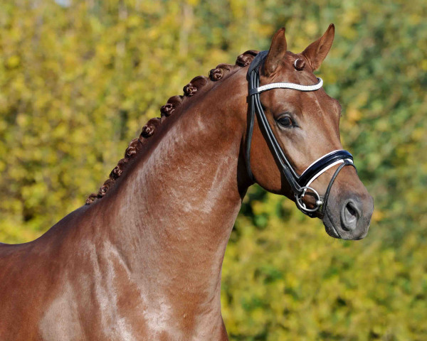 stallion Vainqueur (Hanoverian, 2013, from Vivaldi)