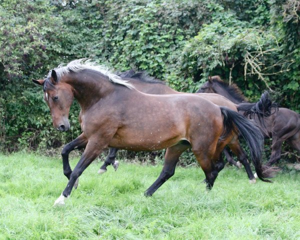 broodmare Easy Going (Westphalian, 1996, from Ehrentusch)