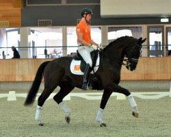 dressage horse Zep (KWPN (Royal Dutch Sporthorse), 2004, from Oo-Seven)