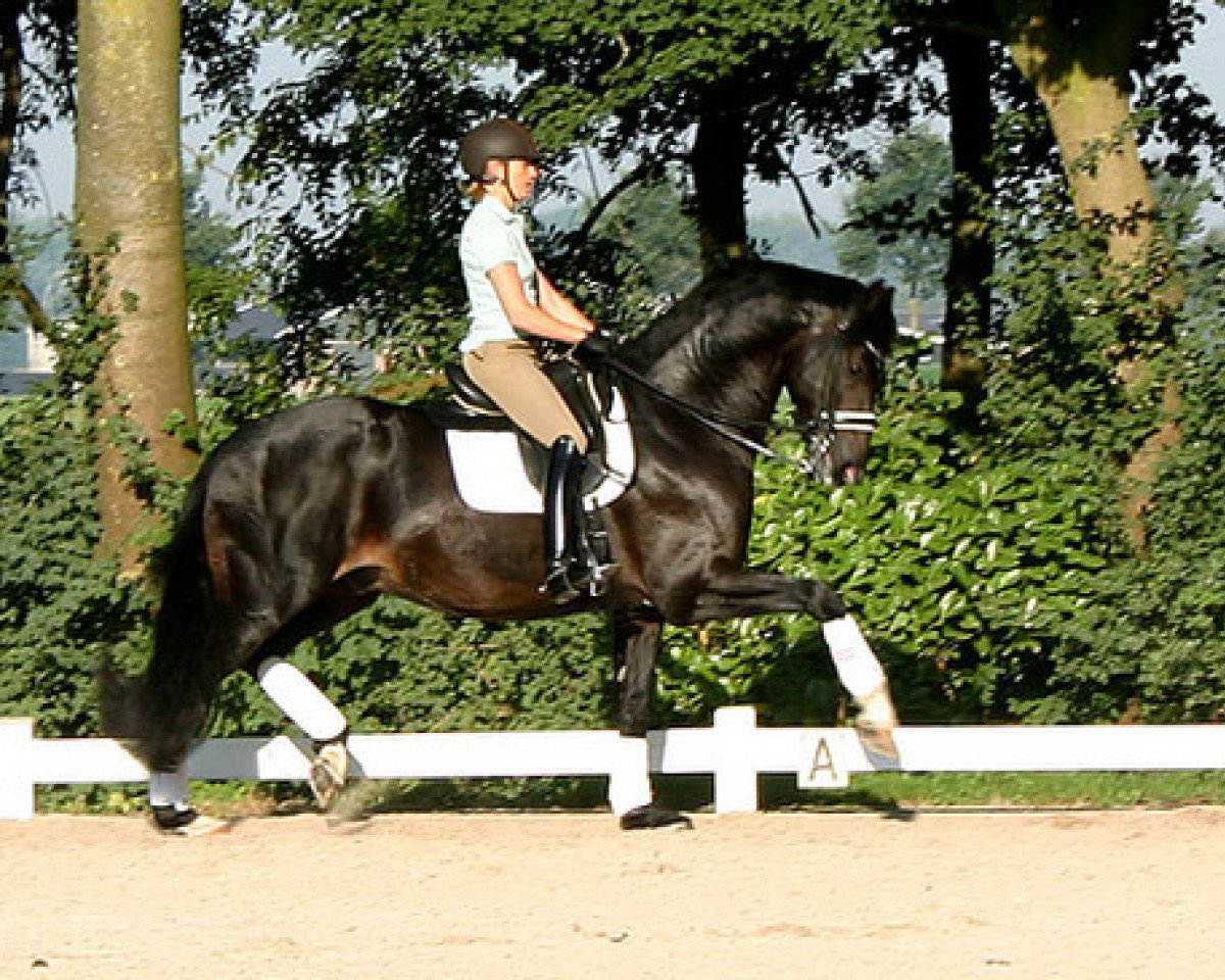 Dressurpferd Zinidi (KWPN (Niederländisches Warmblut), 2004, von Gribaldi)