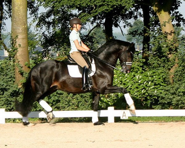 Dressurpferd Zinidi (Koninklijk Warmbloed Paardenstamboek Nederland (KWPN), 2004, von Gribaldi)