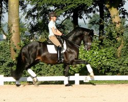 dressage horse Zinidi (KWPN (Royal Dutch Sporthorse), 2004, from Gribaldi)