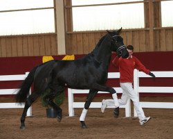 dressage horse Hengst von Lord Leopold/Heraldik xx (Württemberger, 2013, from Lord Leopold 7)