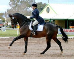 stallion Mayfield Pzazz (KWPN (Royal Dutch Sporthorse), 1997, from Jazz)