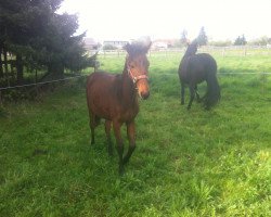 jumper Liv (German Sport Horse, 2013, from Livius)