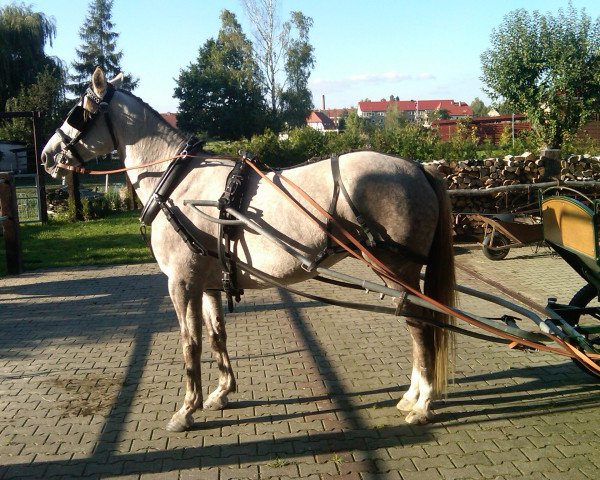 broodmare Mija (Saxony-Anhaltiner, 2008)