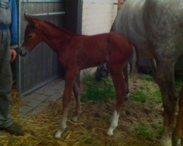 Springpferd Lotte (Deutsches Sportpferd, 2012, von Livius)