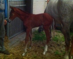 jumper Lotte (German Sport Horse, 2012, from Livius)