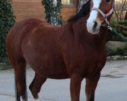 broodmare Night Beauty (German Riding Pony, 1994, from Night-Star III)