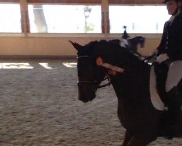 dressage horse San Marino 40 (Oldenburg, 2010, from Sir Donnerhall I)