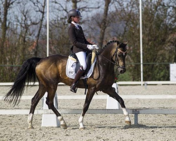 horse Watermill Falcon (Nederlands Welsh Ridepony, 2004, from Orchard Boginov)