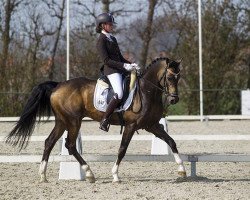 horse Watermill Falcon (Nederlands Welsh Ridepony, 2004, from Orchard Boginov)