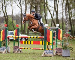 jumper Grand Coeur 39 (Austrian Warmblood, 2009, from Golden Game)