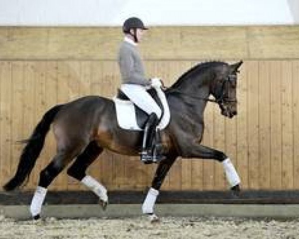 stallion Dynamo 20 (Royal Warmblood Studbook of the Netherlands (KWPN), 2008, from Painted Black)